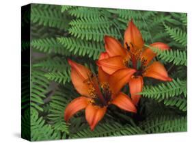 Wood Lilies in Ferns, Bruce Peninsula National Park, Canada-Claudia Adams-Stretched Canvas