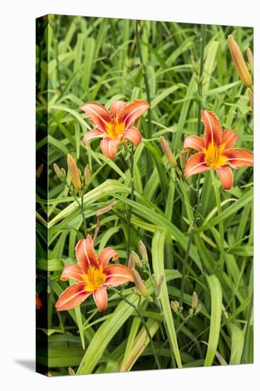 Wood Lily Flowers at the International Peace Gardens Near Dunseith, North Dakota, USA-Chuck Haney-Stretched Canvas