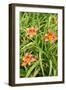 Wood Lily Flowers at the International Peace Gardens Near Dunseith, North Dakota, USA-Chuck Haney-Framed Photographic Print