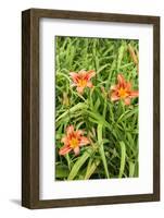 Wood Lily Flowers at the International Peace Gardens Near Dunseith, North Dakota, USA-Chuck Haney-Framed Photographic Print