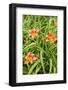 Wood Lily Flowers at the International Peace Gardens Near Dunseith, North Dakota, USA-Chuck Haney-Framed Photographic Print