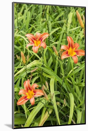 Wood Lily Flowers at the International Peace Gardens Near Dunseith, North Dakota, USA-Chuck Haney-Mounted Photographic Print