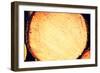 Wood Logs-B-D-S-Framed Photographic Print