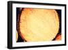 Wood Logs-B-D-S-Framed Photographic Print