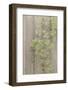 Wood Metal and Vine 4-null-Framed Photographic Print