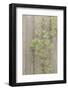 Wood Metal and Vine 4-null-Framed Photographic Print
