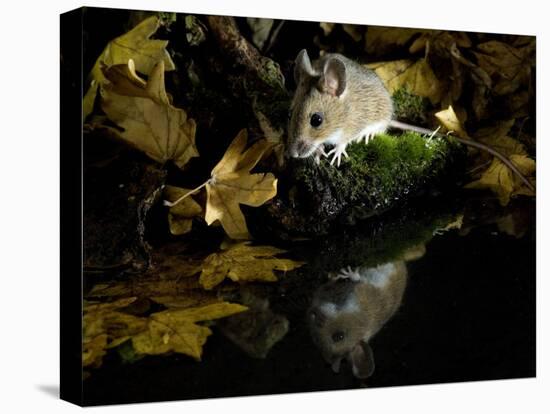 Wood Mouse by Woodland Pool in Autumn, UK-Andy Sands-Stretched Canvas