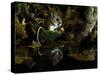 Wood Mouse Cleaning by Woodland Pool in Autumn, UK-Andy Sands-Stretched Canvas