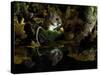Wood Mouse Cleaning by Woodland Pool in Autumn, UK-Andy Sands-Stretched Canvas