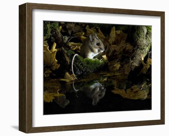 Wood Mouse Cleaning by Woodland Pool in Autumn, UK-Andy Sands-Framed Photographic Print