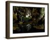 Wood Mouse Cleaning by Woodland Pool in Autumn, UK-Andy Sands-Framed Photographic Print