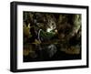 Wood Mouse Cleaning by Woodland Pool in Autumn, UK-Andy Sands-Framed Photographic Print