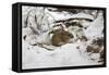 Wood Mouse Emerging into Frosty Environment-null-Framed Stretched Canvas