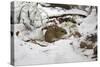 Wood Mouse Emerging into Frosty Environment-null-Stretched Canvas
