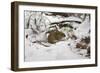 Wood Mouse Emerging into Frosty Environment-null-Framed Photographic Print