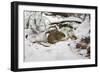 Wood Mouse Emerging into Frosty Environment-null-Framed Photographic Print