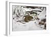 Wood Mouse Emerging into Frosty Environment-null-Framed Photographic Print