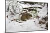 Wood Mouse Emerging into Frosty Environment-null-Mounted Photographic Print