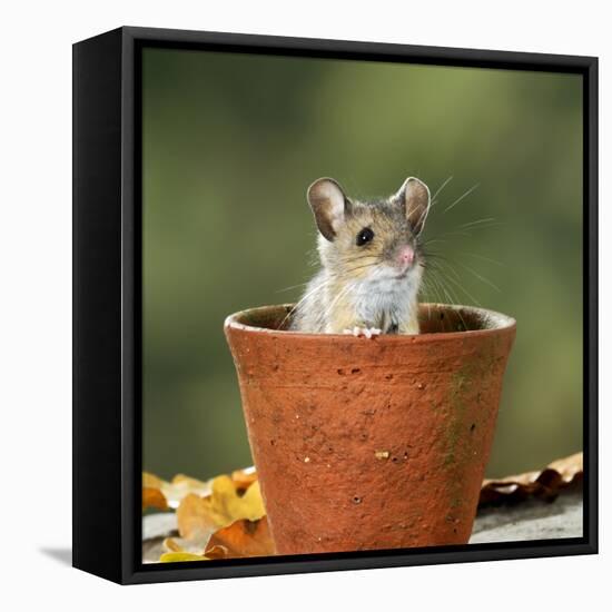 Wood Mouse in Flower Pot-null-Framed Stretched Canvas