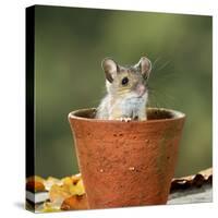 Wood Mouse in Flower Pot-null-Stretched Canvas