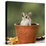 Wood Mouse in Flower Pot-null-Stretched Canvas