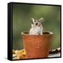 Wood Mouse in Flower Pot-null-Framed Stretched Canvas