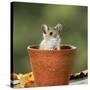 Wood Mouse in Flower Pot-null-Stretched Canvas