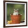 Wood Mouse in Flower Pot-null-Framed Photographic Print