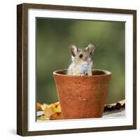 Wood Mouse in Flower Pot-null-Framed Photographic Print