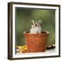 Wood Mouse in Flower Pot-null-Framed Photographic Print