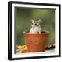 Wood Mouse in Flower Pot-null-Framed Photographic Print
