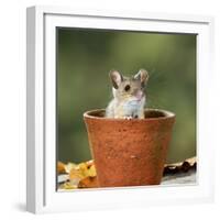 Wood Mouse in Flower Pot-null-Framed Photographic Print