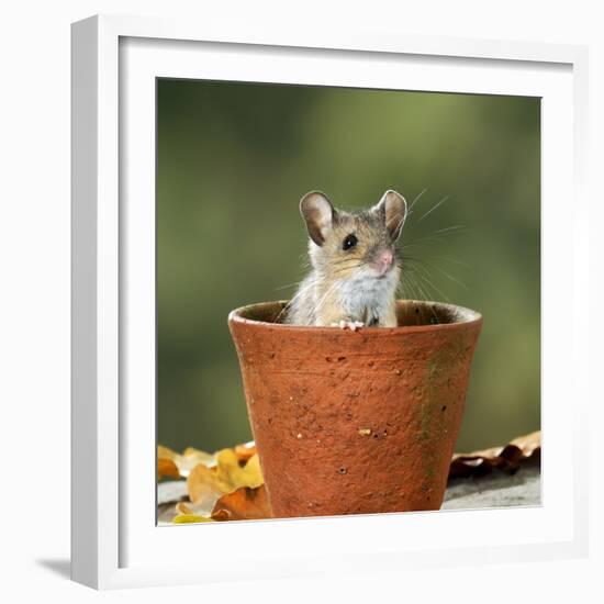 Wood Mouse in Flower Pot-null-Framed Photographic Print