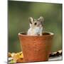 Wood Mouse in Flower Pot-null-Mounted Photographic Print