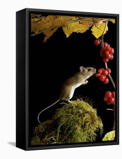 Wood Mouse Investigating Black Bryony Berries, UK-Andy Sands-Framed Stretched Canvas