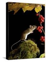 Wood Mouse Investigating Black Bryony Berries, UK-Andy Sands-Stretched Canvas