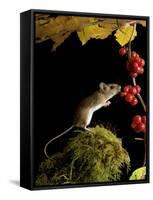 Wood Mouse Investigating Black Bryony Berries, UK-Andy Sands-Framed Stretched Canvas