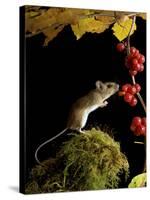 Wood Mouse Investigating Black Bryony Berries, UK-Andy Sands-Stretched Canvas