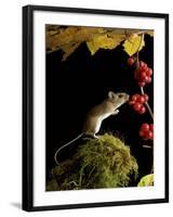 Wood Mouse Investigating Black Bryony Berries, UK-Andy Sands-Framed Photographic Print