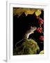 Wood Mouse Investigating Black Bryony Berries, UK-Andy Sands-Framed Photographic Print