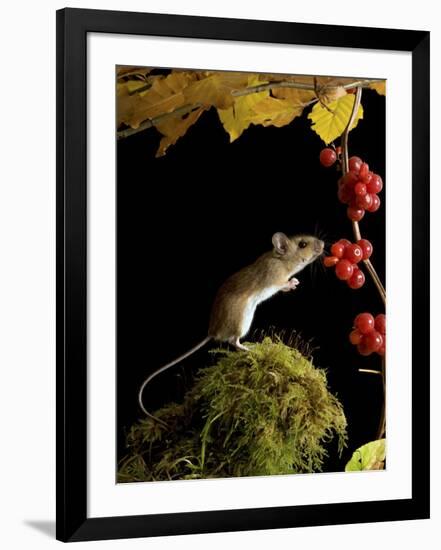 Wood Mouse Investigating Black Bryony Berries, UK-Andy Sands-Framed Photographic Print