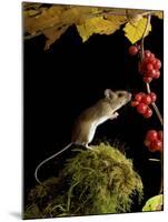 Wood Mouse Investigating Black Bryony Berries, UK-Andy Sands-Mounted Photographic Print