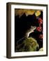 Wood Mouse Investigating Black Bryony Berries, UK-Andy Sands-Framed Photographic Print