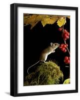 Wood Mouse Investigating Black Bryony Berries, UK-Andy Sands-Framed Photographic Print