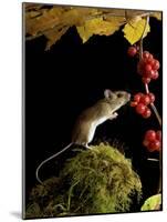 Wood Mouse Investigating Black Bryony Berries, UK-Andy Sands-Mounted Photographic Print