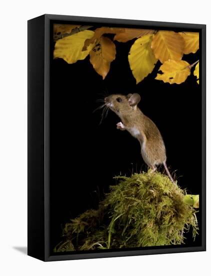 Wood Mouse Standing Up under Beech Leaves in Autumn, UK-Andy Sands-Framed Stretched Canvas