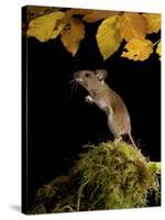 Wood Mouse Standing Up under Beech Leaves in Autumn, UK-Andy Sands-Stretched Canvas