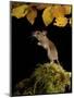 Wood Mouse Standing Up under Beech Leaves in Autumn, UK-Andy Sands-Mounted Photographic Print