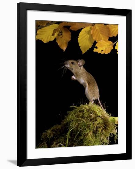 Wood Mouse Standing Up under Beech Leaves in Autumn, UK-Andy Sands-Framed Photographic Print