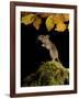 Wood Mouse Standing Up under Beech Leaves in Autumn, UK-Andy Sands-Framed Photographic Print